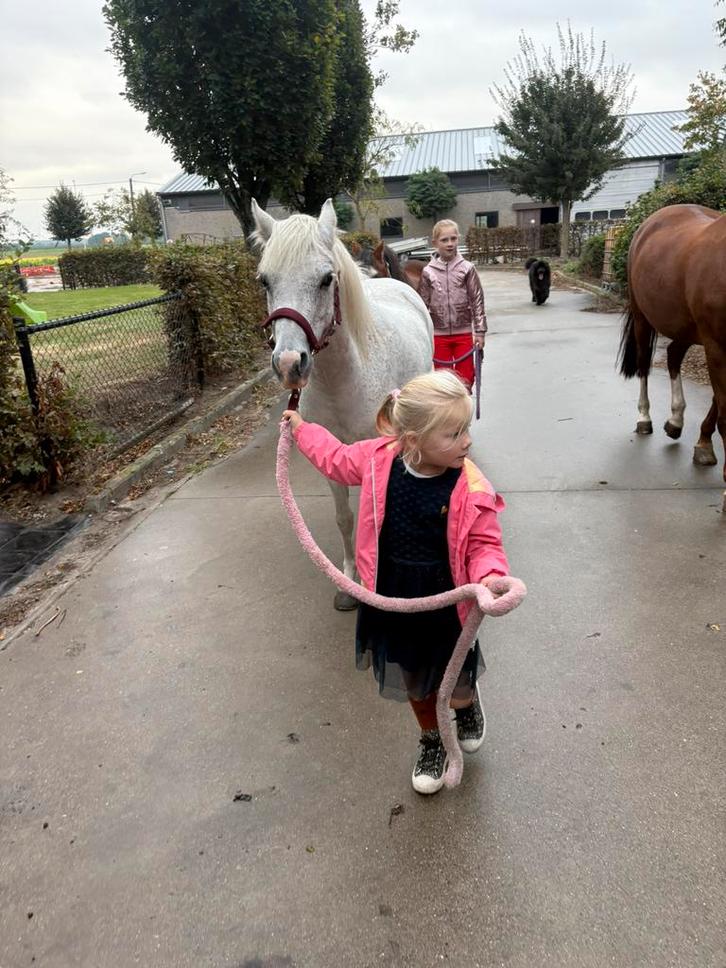 Bomproef grote  B pony, Dieren en Toebehoren, Pony's, Merrie, B, B pony (1.17m tot 1.27m), Recreatiepony, 11 jaar of ouder, Gechipt