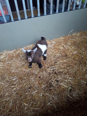 Schattig klein bokje .heel klein ., Mâle, Chèvre, 0 à 2 ans