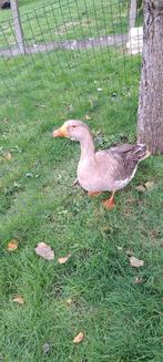 Jonge gans te koop, Dieren en Toebehoren, Pluimvee, Gans of Zwaan