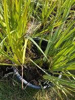 Gele lis, grote vijverplanten, Tuin en Terras, Planten | Tuinplanten, Ophalen, Vijverplanten