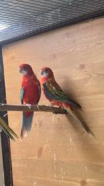 Opaline rosella, Dieren en Toebehoren, Vogels | Parkieten en Papegaaien, Meerdere dieren, Parkiet, Geringd