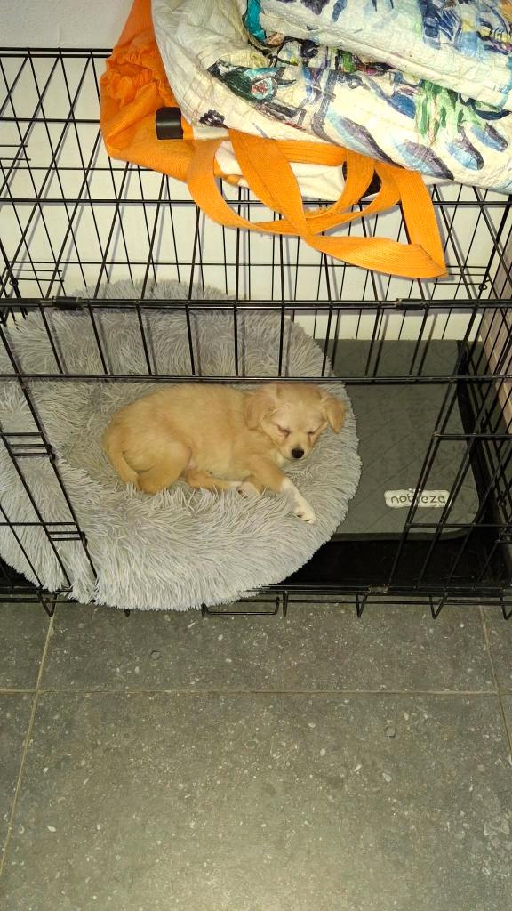 chihuahua pup, Dieren en Toebehoren, Honden | Chihuahua's en Gezelschapshonden, Reu, Chihuahua, Fokker | Hobbymatig, Eén hond