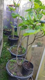 Vijgenbomen, 5 tot 6 jaar oud, geel type, Tuin en Terras, Planten | Fruitbomen, Ophalen of Verzenden