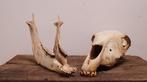 ezel schedel, Crâne, Animal sauvage, Utilisé, Enlèvement ou Envoi