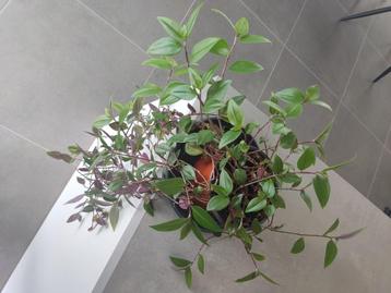 binnenplanten 2 tradescantia's beschikbaar voor biedingen