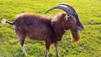 toggenburger dek bok, Dieren en Toebehoren, Mannelijk, Geit, 0 tot 2 jaar