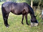 5 jarige merrie te koop, Dieren en Toebehoren, Merrie, Zadelmak, 3 tot 6 jaar, 165 tot 170 cm