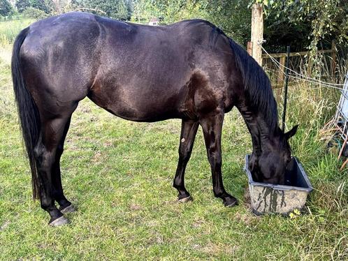 5 jarige merrie te koop, Dieren en Toebehoren, Paarden, Merrie, Zadelmak, 165 tot 170 cm, 3 tot 6 jaar, Met stamboom, Gechipt