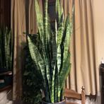 Sanseveria / vrouwentongen, Maison & Meubles, Plantes d'intérieur, Enlèvement