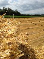 Kleine Balen stro, Dieren en Toebehoren, Ophalen, Vee