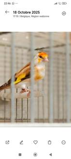 Recherche femmelle chardonneret 2024, Animaux & Accessoires