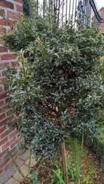 Osmanthus schijnhulst op stam, Enlèvement