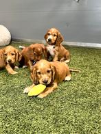 Prachtige engelse cocker spaniël pups, Dieren en Toebehoren, Honden | Retrievers, Spaniëls en Waterhonden, België, CDV (hondenziekte)