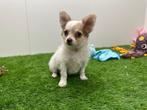 Chihuahua pups, België, 8 tot 15 weken, CDV (hondenziekte), Meerdere