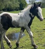 Tinker hengst veulen - zwart/wit, Dieren en Toebehoren, Paarden, Hengst, Niet van toepassing, 0 tot 2 jaar