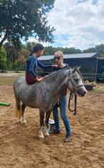 Knappe 3,5 jarige welsh merrie! Met papier!, Merrie, A pony (tot 1.17m), 3 tot 6 jaar, Onbeleerd