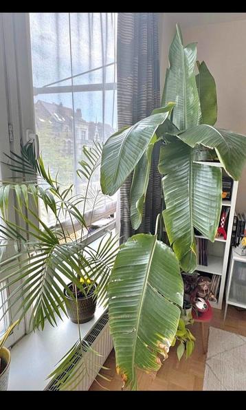 Strelitzia Nicolai - 1m60 de haut, Enlèvement