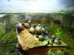 Europese vijverschildpad (Emys orbicularis), Dieren en Toebehoren, 0 tot 2 jaar, Schildpad