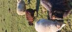 Oussant ooi 2025, Dieren en Toebehoren, Schapen, Geiten en Varkens