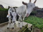 2 geiten, Dieren en Toebehoren, Schapen, Geiten en Varkens, Vrouwelijk, Geit, 3 tot 5 jaar