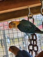 Agapornis fischeri turquoise opaline (van eind maart), Animaux & Accessoires, Oiseaux | Perruches & Perroquets, Perroquet nain ou Inséparable