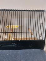 Geel mozaïek, Dieren en Toebehoren, Kleurkanarie