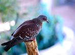 Guineaduif, Meerdere dieren, Overige soorten