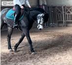 Paard ruin, Animaux & Accessoires, Hongre