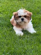 Lhasa apso pups, Dieren en Toebehoren, België, Overige rassen, CDV (hondenziekte), 8 tot 15 weken
