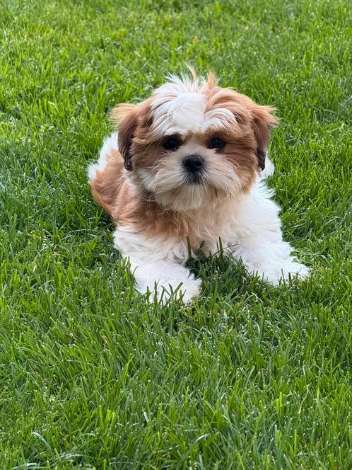 Lhasa apso pups, Dieren en Toebehoren, Honden | Chihuahua's en Gezelschapshonden, Meerdere dieren, Overige rassen, Fokker | Professioneel