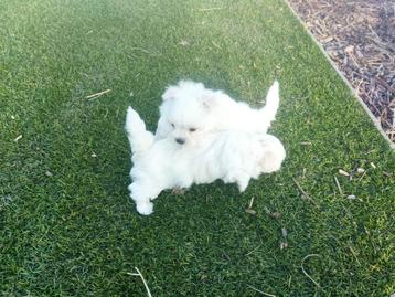 Maltezer puppy´s