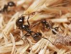 Messor barbarus met 1 a 2 werksters, Mieren