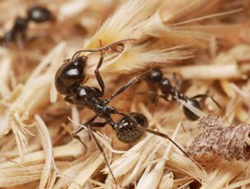 Messor barbarus met 1 a 2 werksters beschikbaar voor biedingen