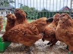 GERESERVEERD Antwerpse baardkrielen, Dieren en Toebehoren, Geringd