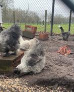 Grijze zijdehoen hennen, Dieren en Toebehoren