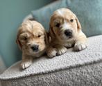 Golden Cocker Retriever pups (Golden retriever x Cocker Span, Dieren en Toebehoren, Honden | Retrievers, Spaniëls en Waterhonden