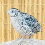 Grijze Kwartels, Animaux & Accessoires, Oiseaux | Oiseaux Autre, Oiseau tropical, Plusieurs animaux