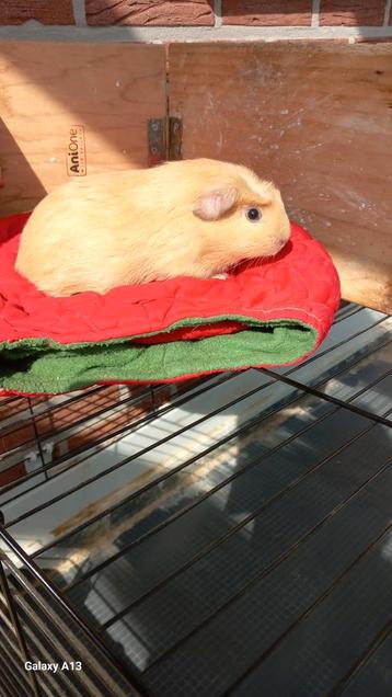 Cavia beertje gladhaar crème Engels gekruind., Mâle, Cobaye, Domestique