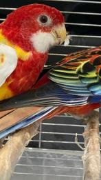 Vogels rosella bird ( Gratis ) Brussel, Animaux & Accessoires, Oiseaux | Perruches & Perroquets