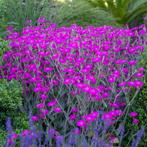 1 lygnis coronaria in pot, bij aankoop van 6 andere planten, Ophalen, Vaste plant