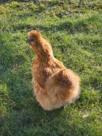 Toom usa zijdehoenders.