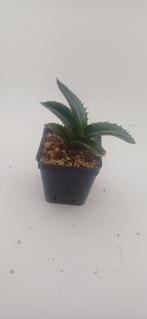 agave titanota, Vetplant, Ophalen of Verzenden, Minder dan 100 cm, Volle zon
