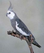 Ik zoek 4 a 5 poppen, Dieren en Toebehoren