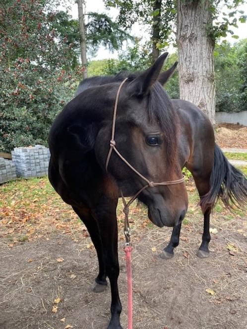 Prachtige 2,5 jarige merrie, Animaux & Accessoires, Poneys, Jument, Non dressé, Poney D (1.37 m à 1.48m), 0 à 2 ans, Avec puce électronique