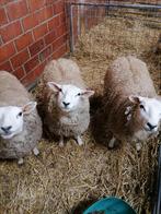 Jonge ooien, Dieren en Toebehoren, Schapen, Geiten en Varkens, Vrouwelijk, Schaap, 0 tot 2 jaar