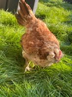 Kip faverolle, Dieren en Toebehoren, Pluimvee, Kip