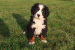Chiots de montagne bernois à vendre, Chien (mâle), Swiss mountain, Belgique, Plusieurs