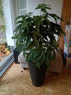 Kamerplant Kunststof - Geldboom - Pachira Aquatica, Huis en Inrichting, Kamerplanten, Ophalen
