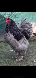 Broedeieren Brahma groot blauw, Poule ou poulet, Sexe inconnu