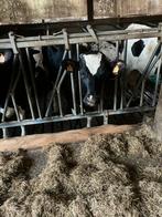 Jongvee stal gezocht, Dieren en Toebehoren, Runderen